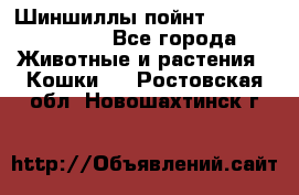 Шиншиллы пойнт ns1133,ny1133. - Все города Животные и растения » Кошки   . Ростовская обл.,Новошахтинск г.